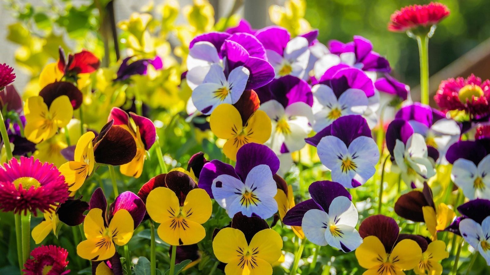 PANSY