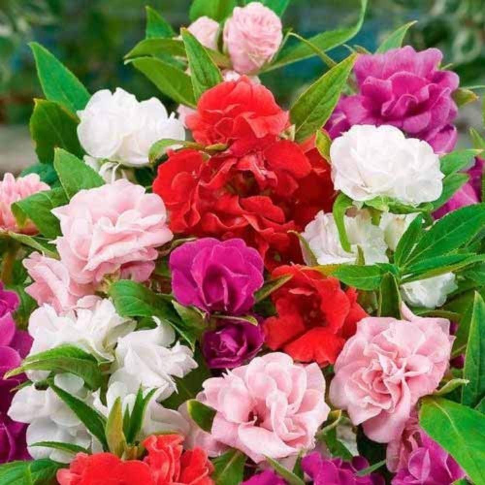 balsam camellia flwd