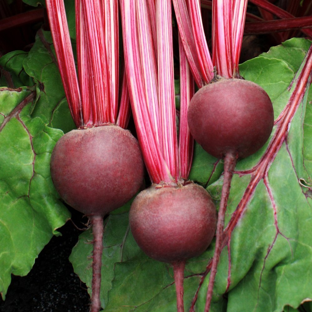 beetroot