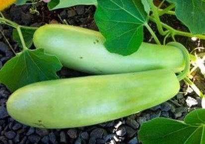 bottle gourd