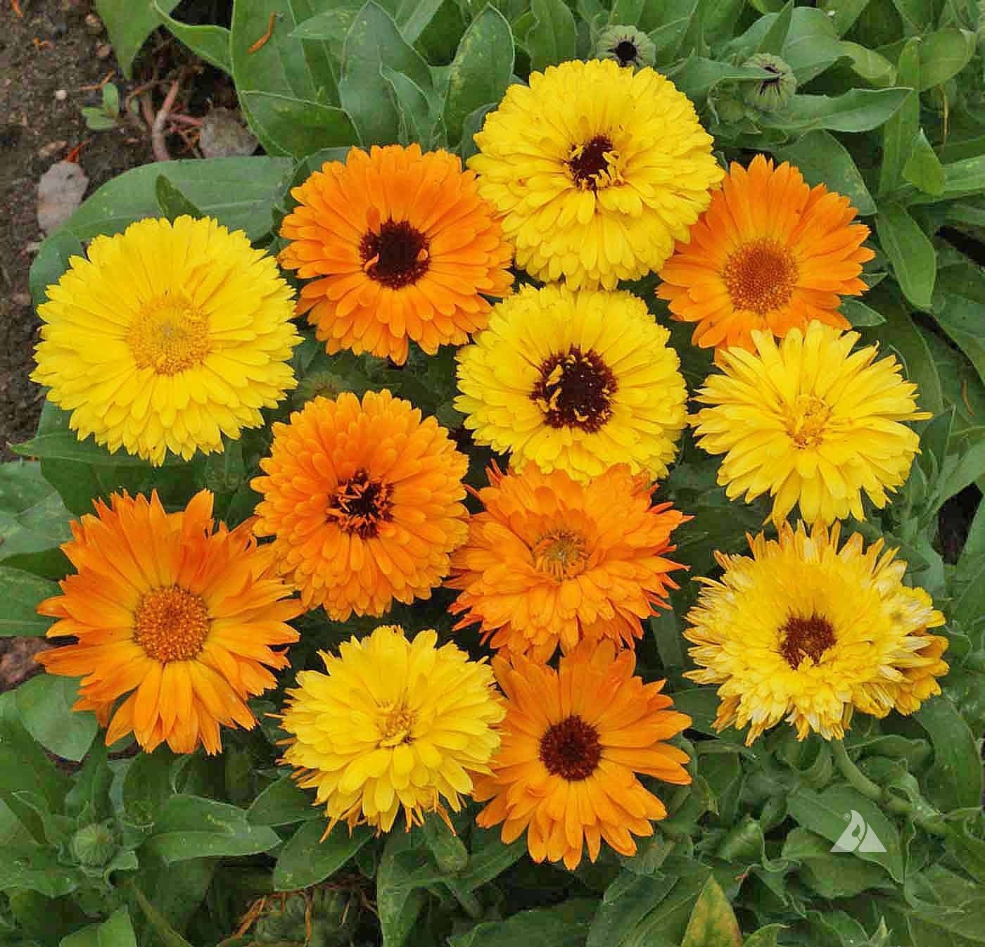 calendula gfista mix