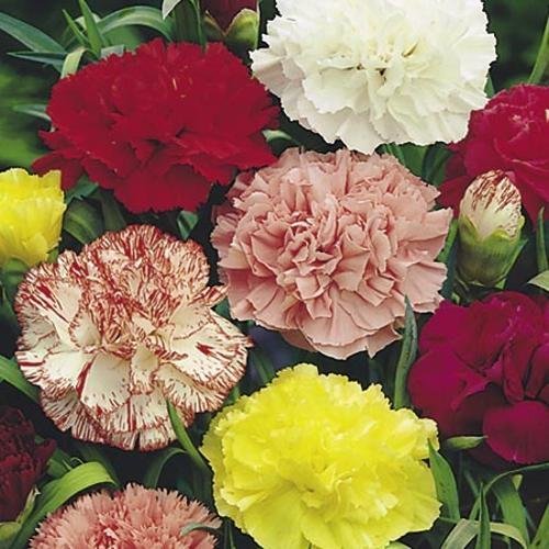 carnation