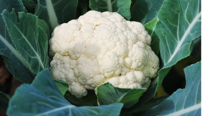cauliflower