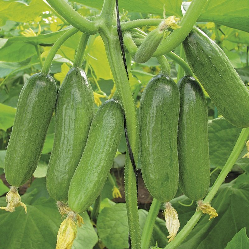 cucumber
