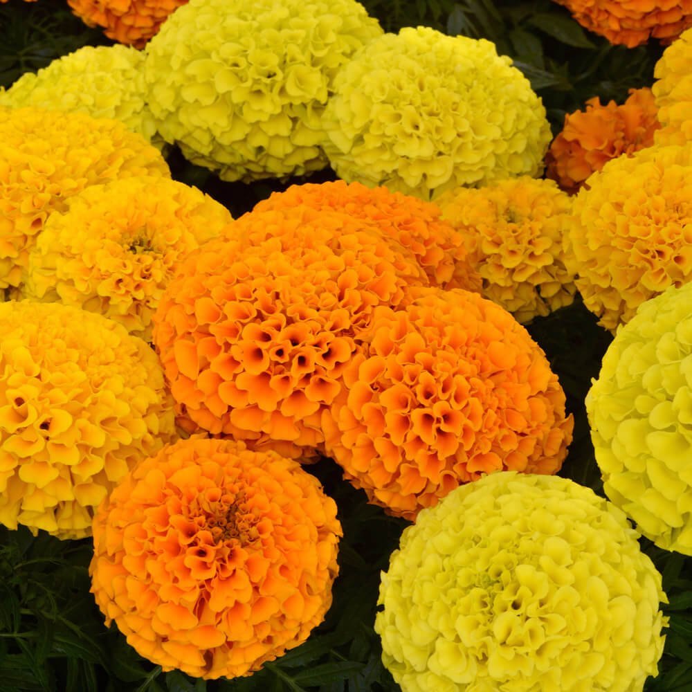 marigold african mix