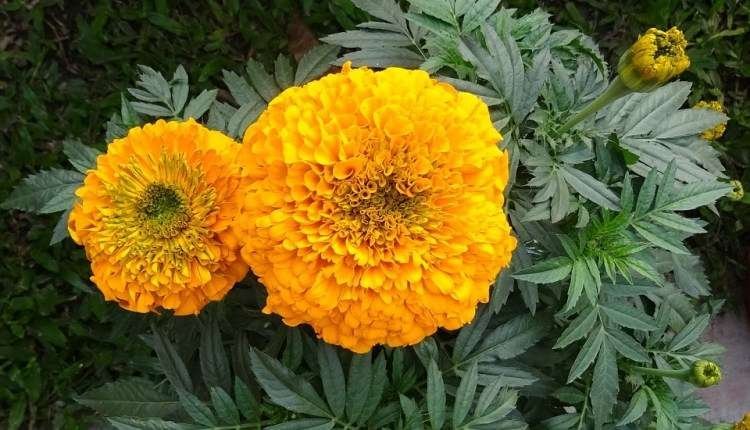 marigold kesari