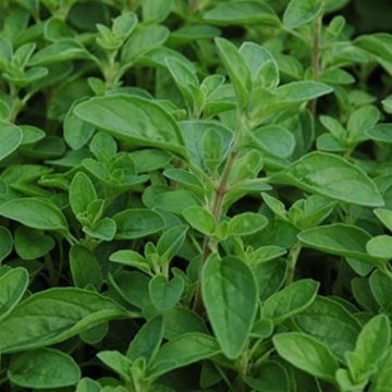 marjoram