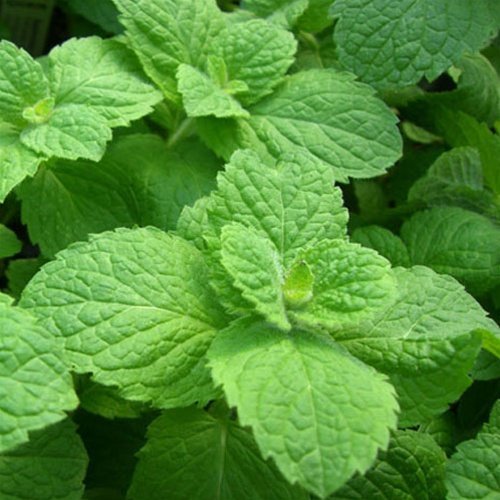 mint