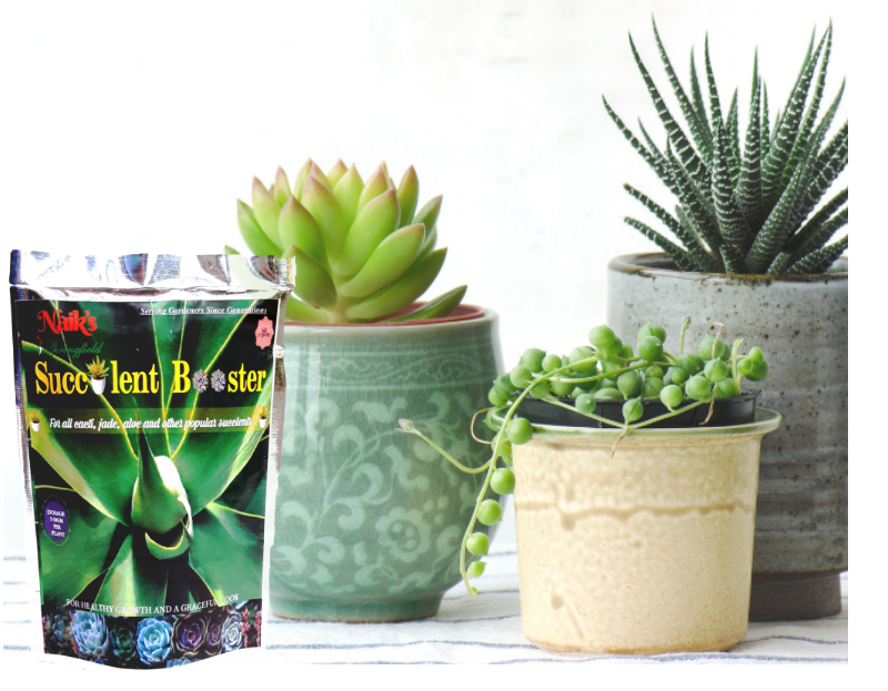 Succulent Booster