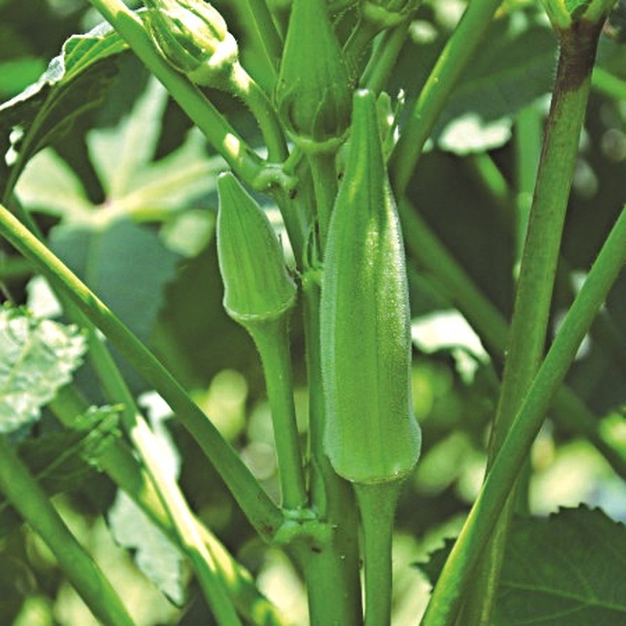 okra