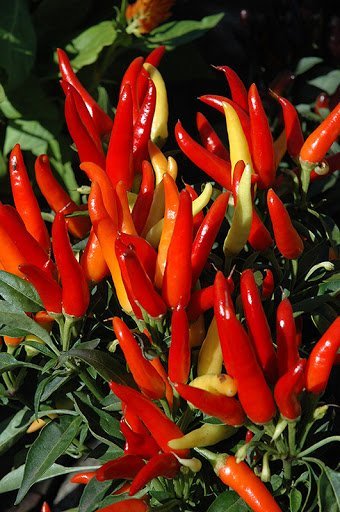ornamental chilli