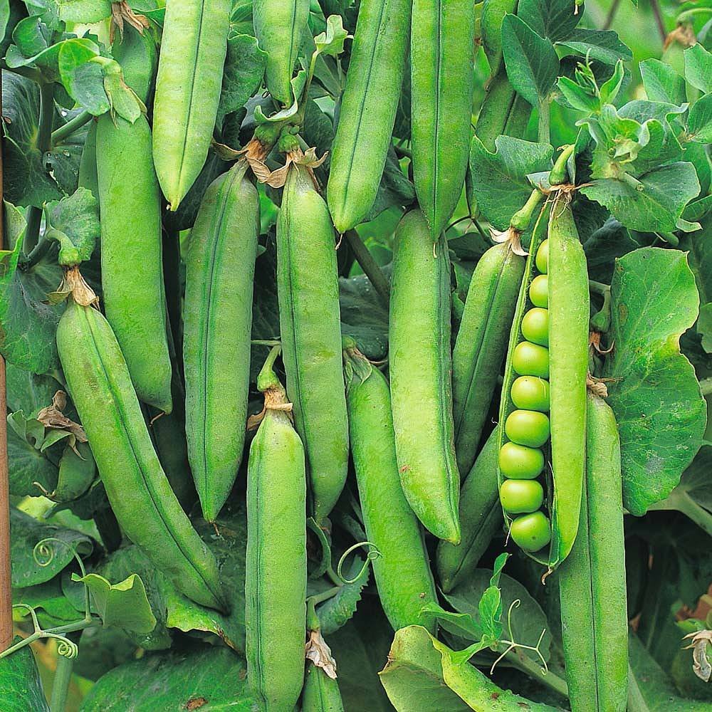 peas
