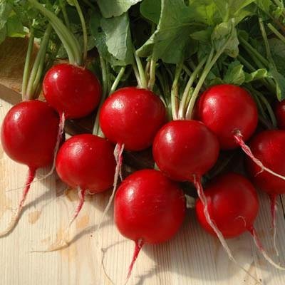 radish round