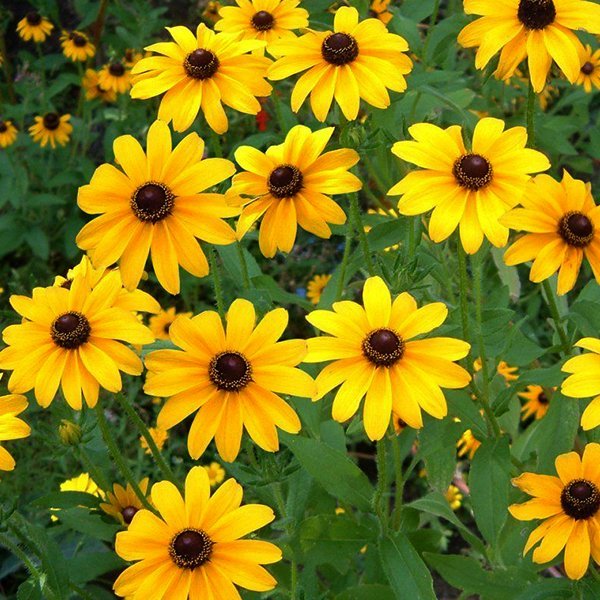 sunflower min