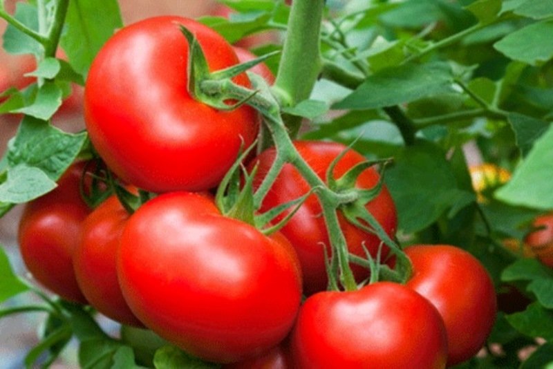 tomato