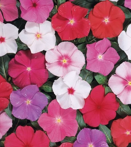 vinca